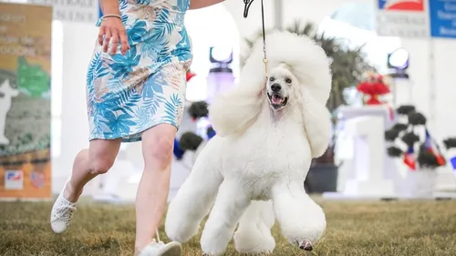 Dijon : quel chien sera élu le plus beau de France ?